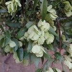 Hymenocardia ulmoides Fruto