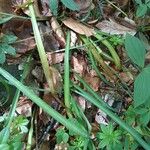Galanthus nivalis Leaf