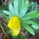 Eranthis hyemalisᱵᱟᱦᱟ