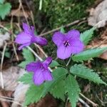 Cardamine glanduligera Flors