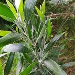 Acacia melanoxylon Blatt