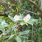 Tabebuia heterophylla 花