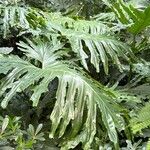 Philodendron lacerum ഇല