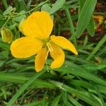 Senna macranthera Flor