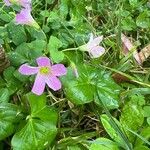 Oxalis violaceaLorea