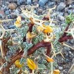 Adesmia horrida Flower