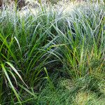 Scirpus sylvaticus Fuelha