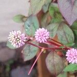 Persicaria capitataFlower