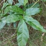 Glycosmis parviflora 葉