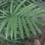 Pteris cretica Leaf