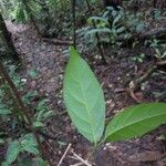 Leonia glycycarpa Hoja