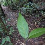 Leonia glycycarpa Blad