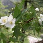 Philadelphus tomentosus आदत