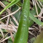 Anacamptis morio Blatt