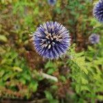 Echinops ritro Цвят