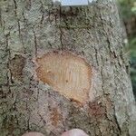 Crossosperma velutina Bark