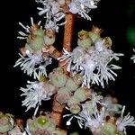 Miconia elata Blüte