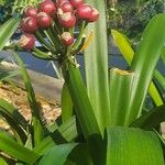 Clivia nobilis Fruit