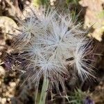 Silybum marianum Plod
