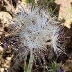 Silybum marianum ഫലം