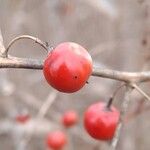 Asparagus officinalis Fruit