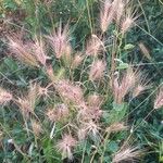 Hordeum marinum 花