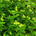 Hypericum × inodorum Habit