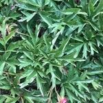 Paeonia officinalisBlatt