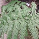 Woodwardia radicans Hoja