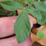 Desmodium incanum Leaf