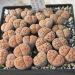 Lithops karasmontana Leaf