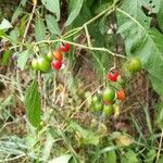 Solanum dulcamara Frukt