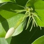 Jasminum multiflorum Folha