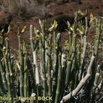 Ceropegia dichotoma Habit