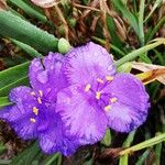 Tradescantia virginiana Kukka