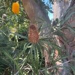 Banksia ashbyi Fulla