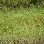 Gomphrena vermicularis Blatt