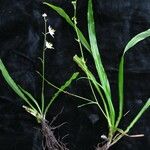 Chlorophytum nepalense 整株植物