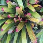 Neoregelia spectabilis Leaf