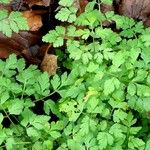 Chaerophyllum temulum Leaf