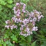 Saponaria caespitosa Fiore