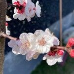 Prunus armeniaca 花