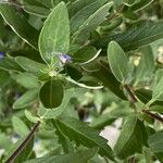 Caryopteris × clandonensis Yaprak