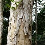 Bobgunnia fistuloides Corteza