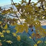 Acer macrophyllum Folha