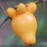 Solanum mammosum Fruit