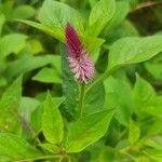 Deeringia spicata Kwiat