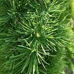 Larix kaempferi Folla