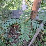 Sorbus domestica Leaf