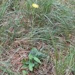 Hieracium lachenalii Vekstform